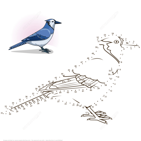 Blue jay dot to dot free printable coloring pages