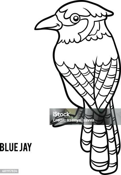 Coloring book blue jay stock illustration