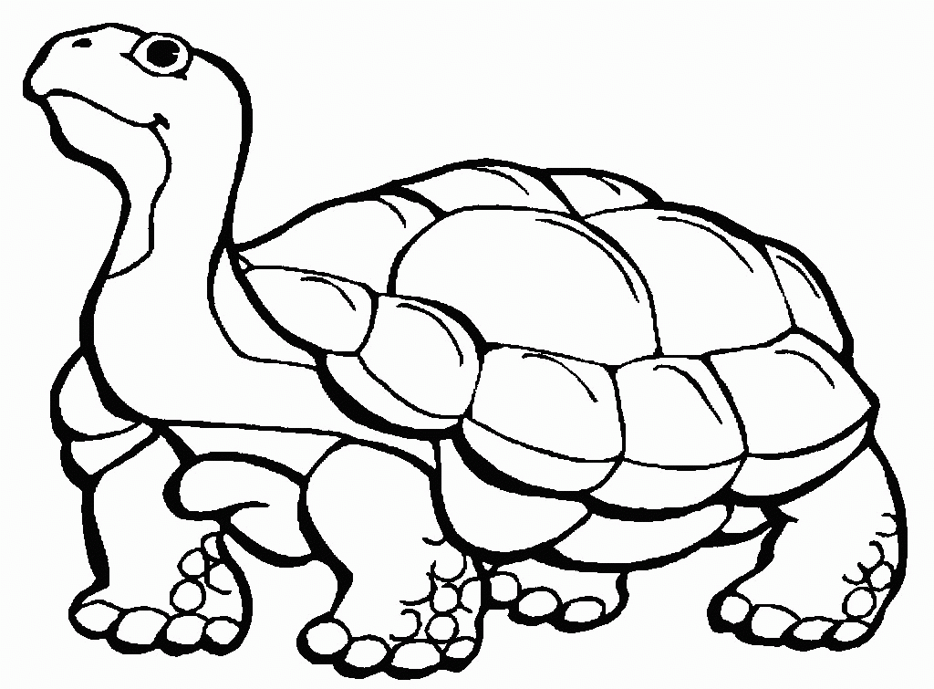 Tortoise coloring pages