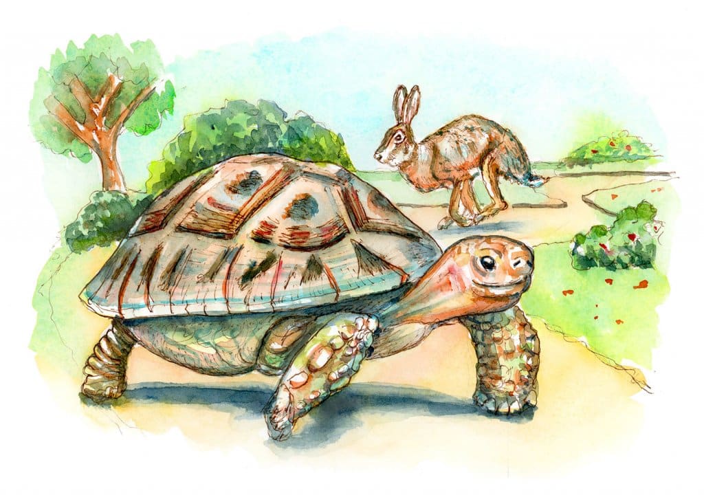 The tortoise and the hare