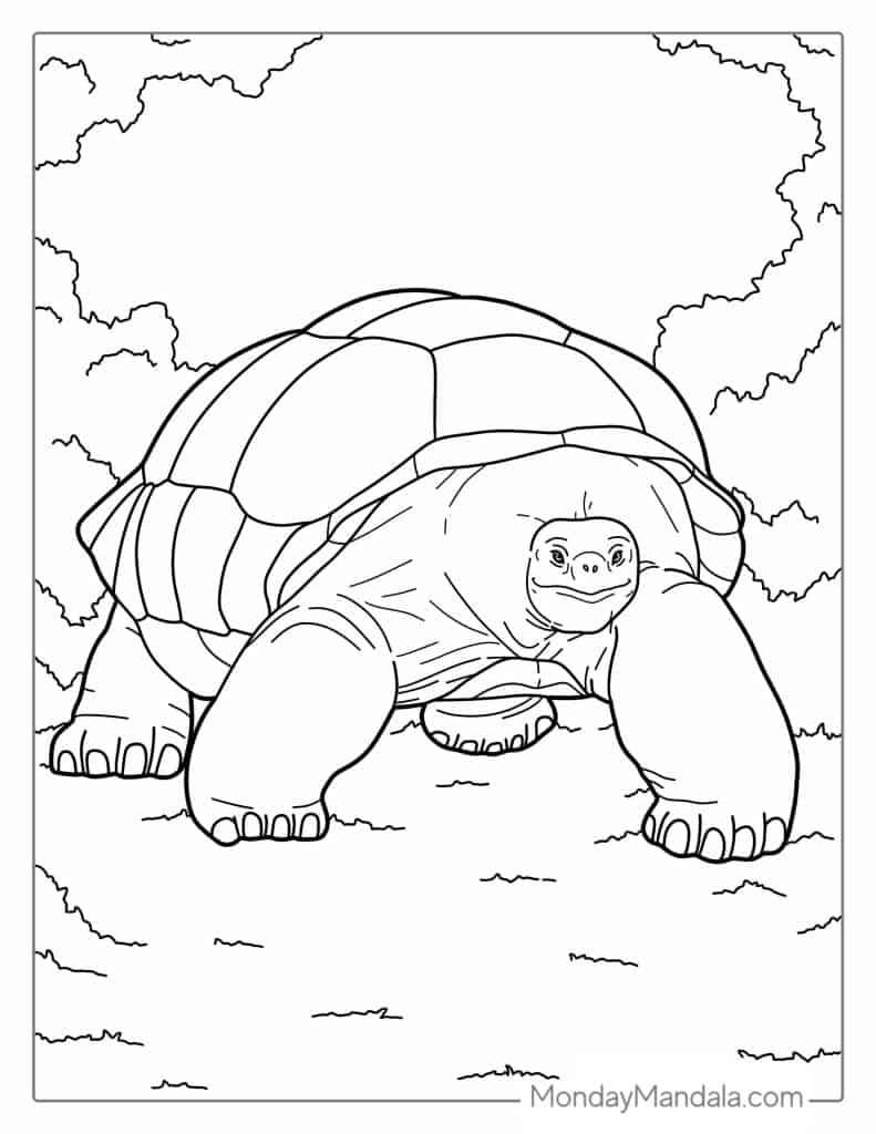 Turtle coloring pages free pdf printables