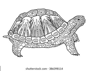 Tortoise color images stock photos d objects vectors
