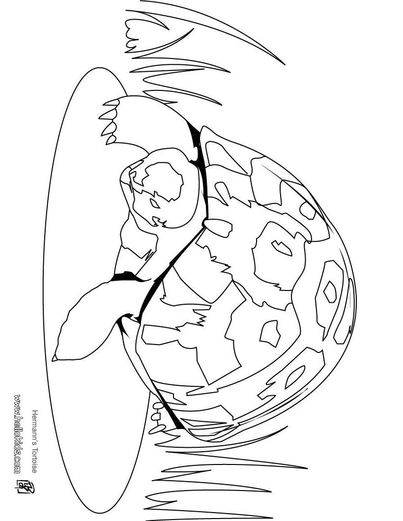 Hermanns tortoise coloring pages