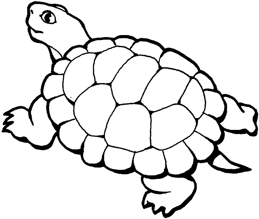 Tortoise coloring pages