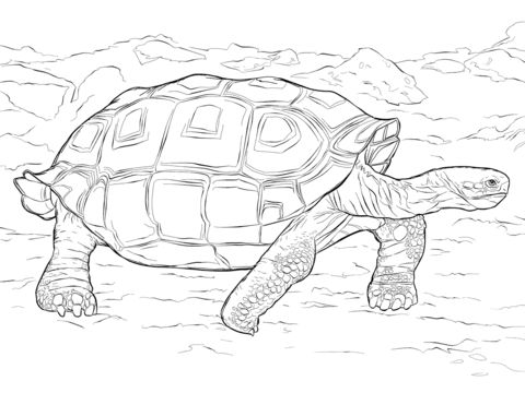 Realistic galapagos tortoise coloring page from tortoise category select from printable crafts of carâ galapagos tortoise coloring pages tortoise drawing