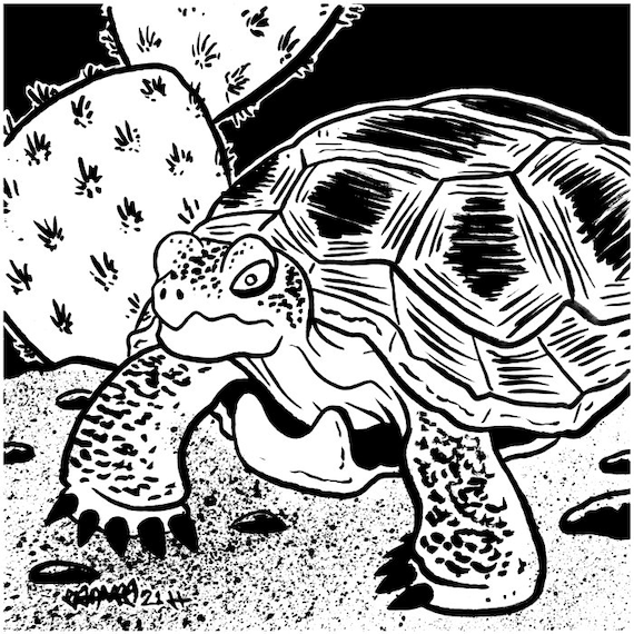 Tortuga del desierto dibujo original a tinta