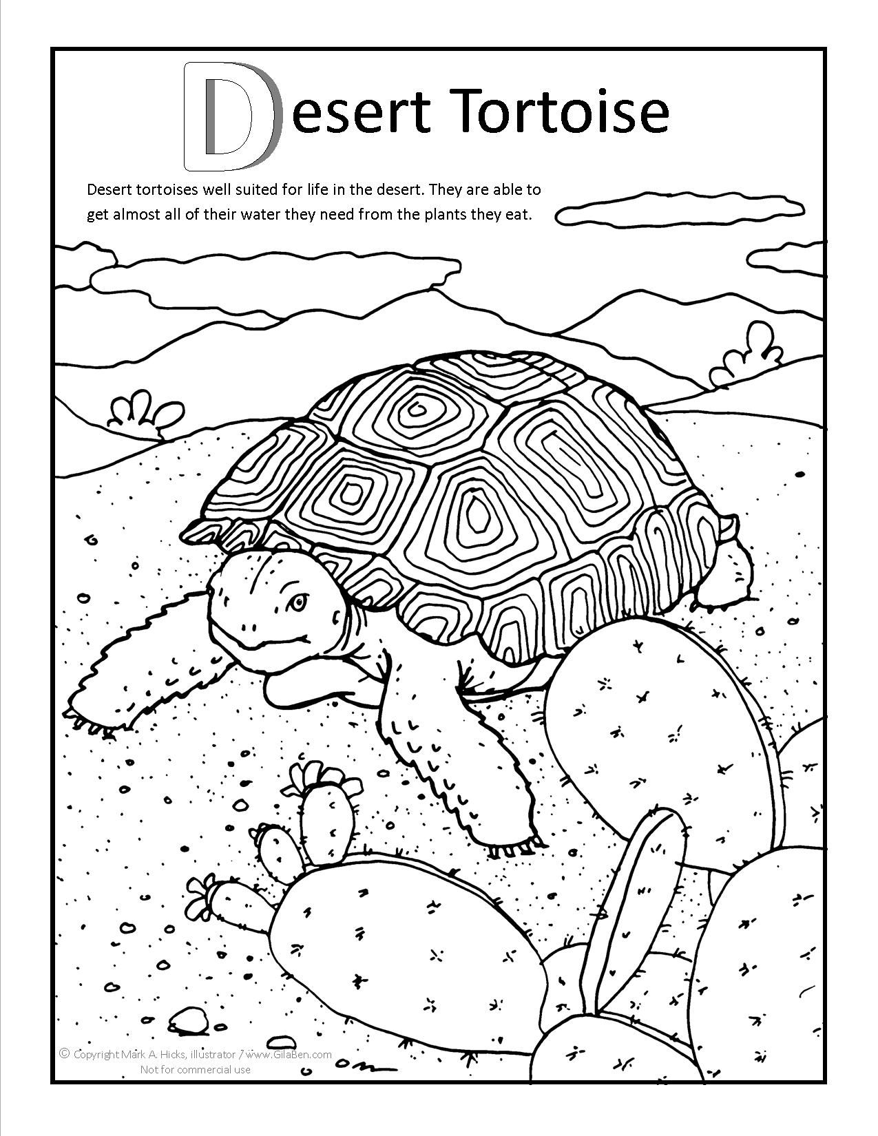 Arizona coloring pag dert tortoise dert animals coloring dert animals