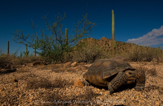 Tortuga del desierto de arizona imãgenes marrãn azul fauna reptil foto descarga digital animal sonoran suroeste tortuga fotografãa arte