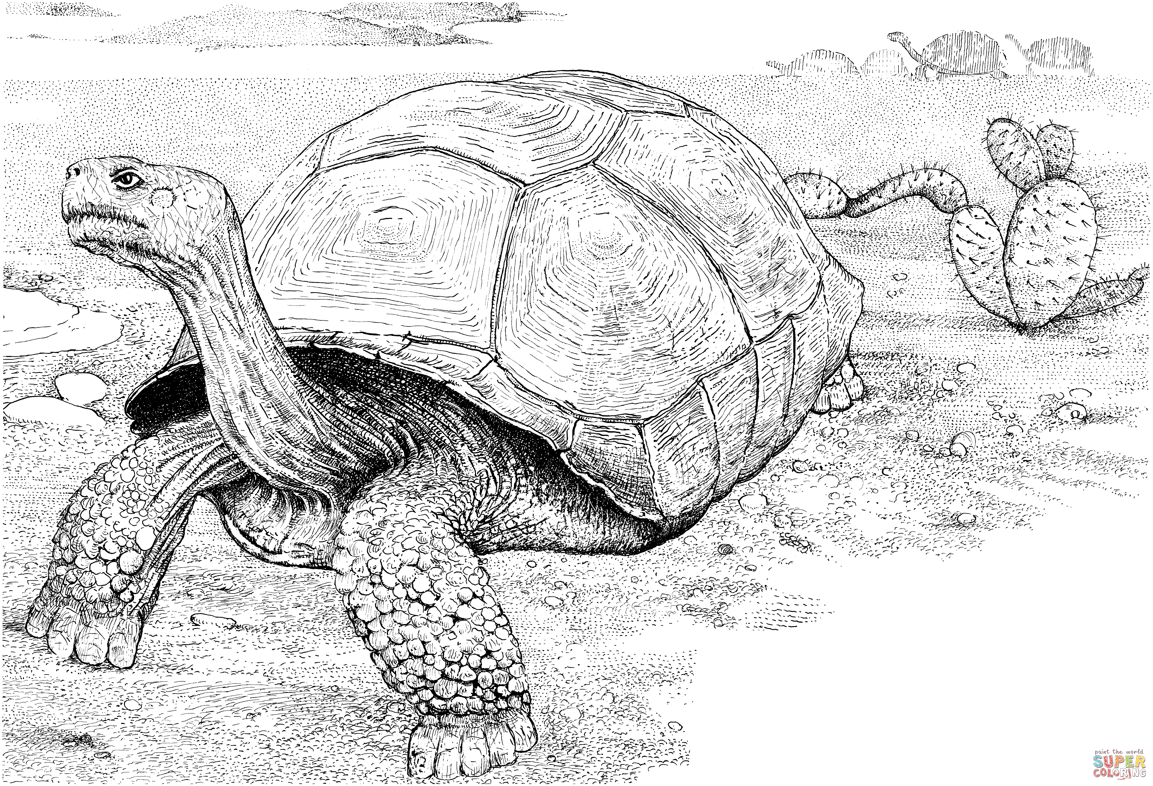 Tortoise in a desert coloring page free printable coloring pages
