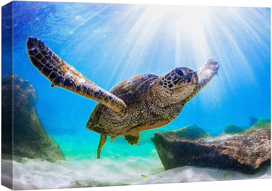 Wall lienzo impreso para pared rayos de luz solar tortugas tropicales nataciãn ocãano naturaleza animales fotografãa realismo rãºstico paisaje escãnico desierto colorido para sala de estar dormitorio oficina x