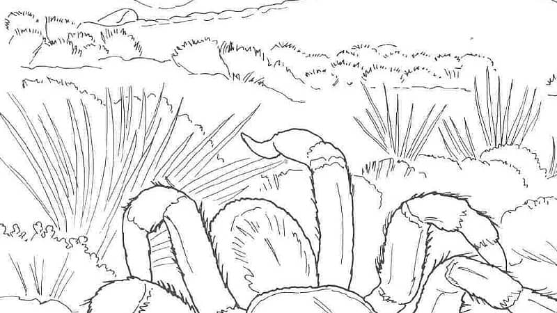 Animales del desierto para colorear â animales del desierto