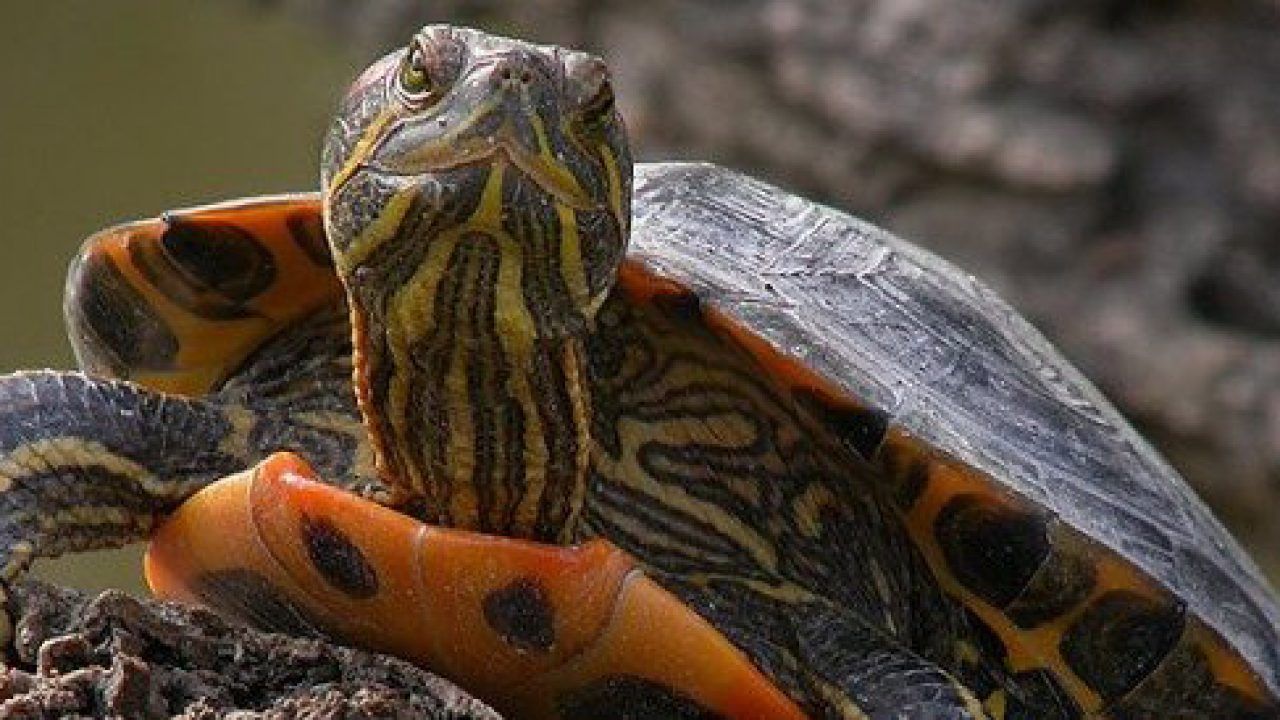 Quã hago con mi tortuga