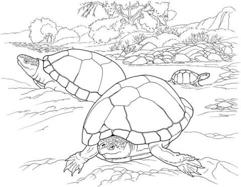 Turtles in the desert coloring page free printable coloring pages