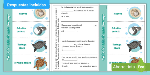 Flapbook ciclo de la vida de una tortuga teacher made
