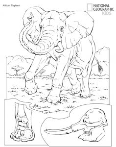 Free printable animals coloring pages from national geographic kids elephant coloring page animal coloring pages zebra coloring pages