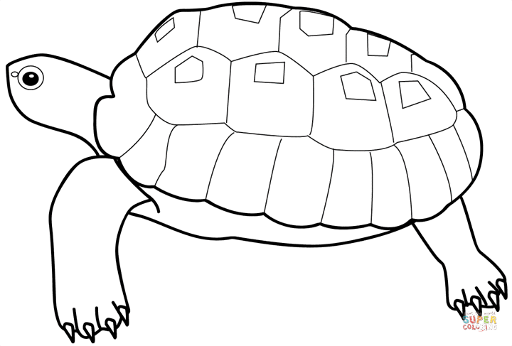 Turtle coloring page free printable coloring pages