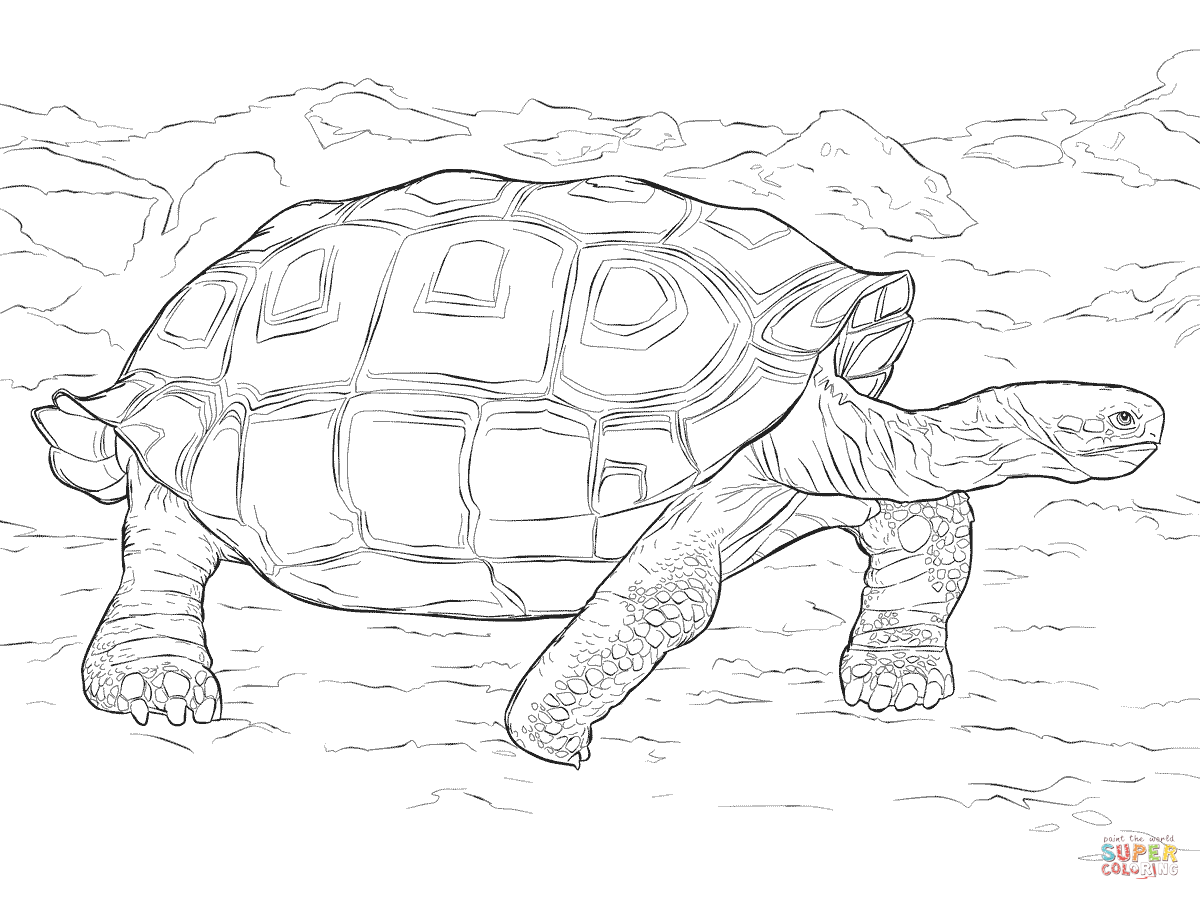 Realistic galapagos tortoise coloring page free printable coloring pages galapagos tortoise coloring pages tortoise drawing