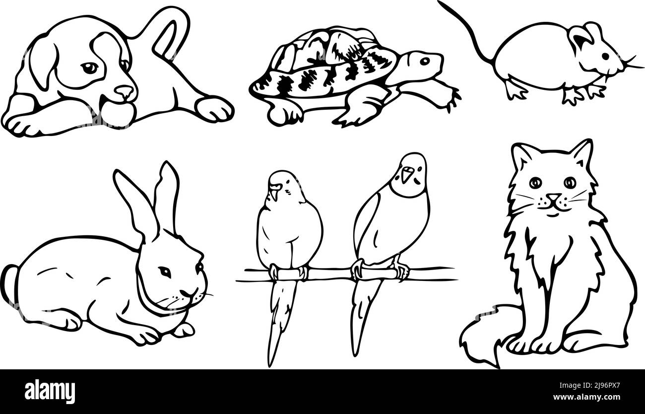 Parrot illustration black and white stock photos images