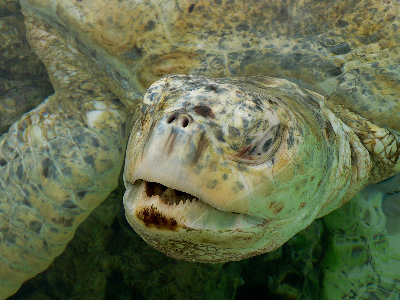 Filechelonia mydas albino pjpg