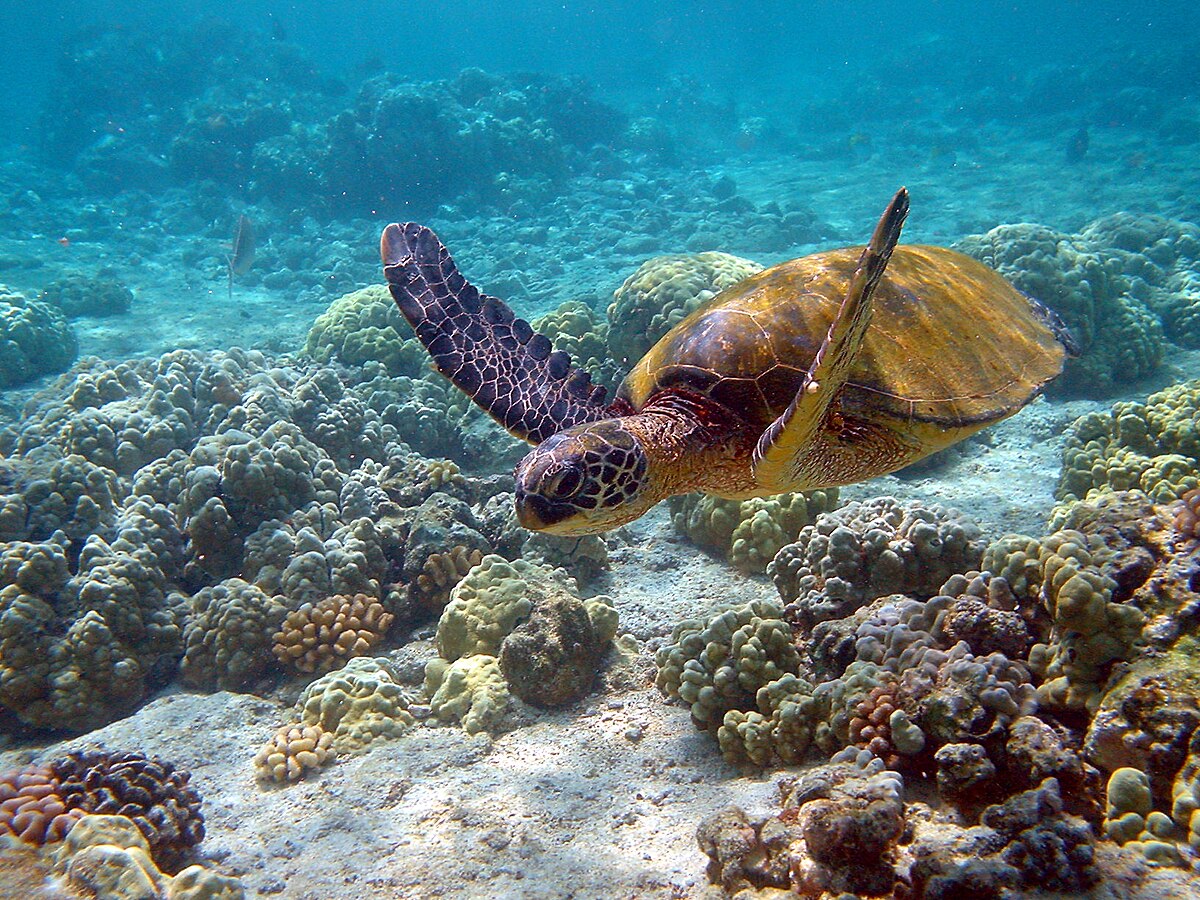 Filehawaii turtle jpg