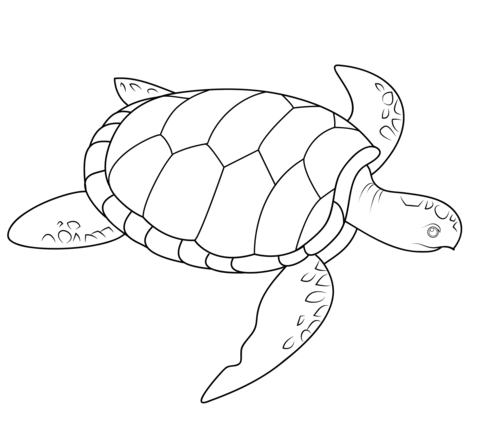 Sea turtle coloring page free printable coloring pages