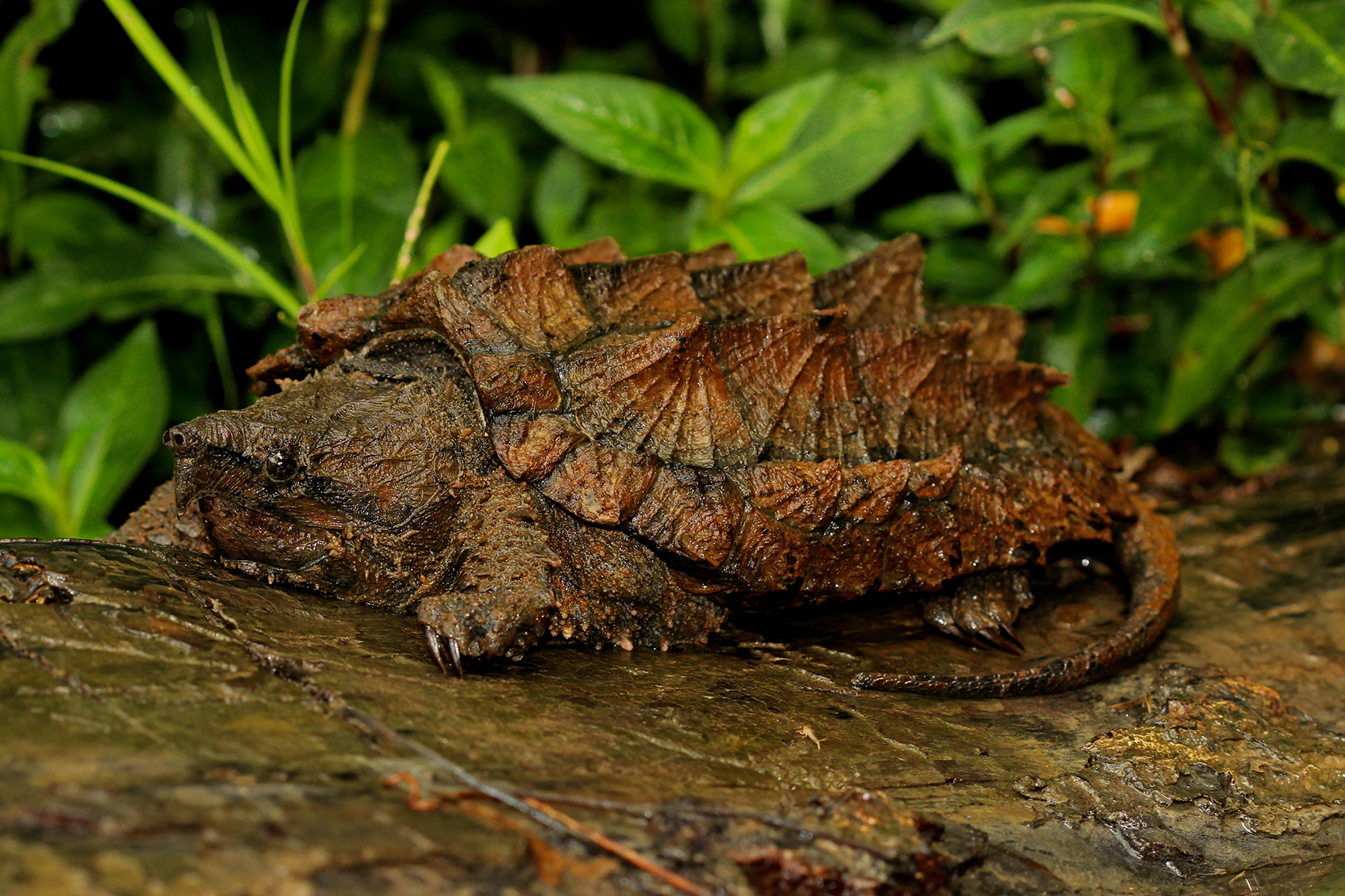 Macrochelys temminckii â reptile sheet