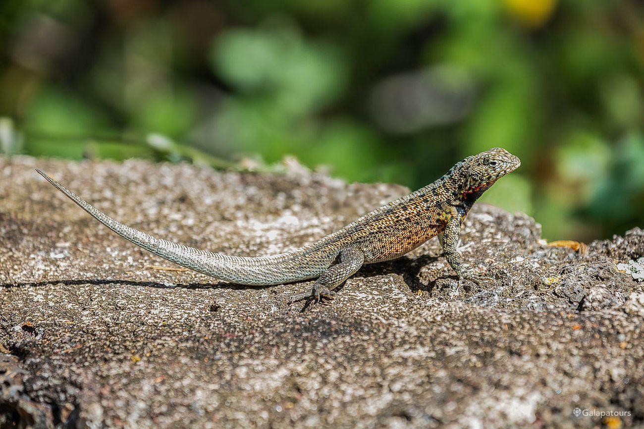 Galapagos lava lizard