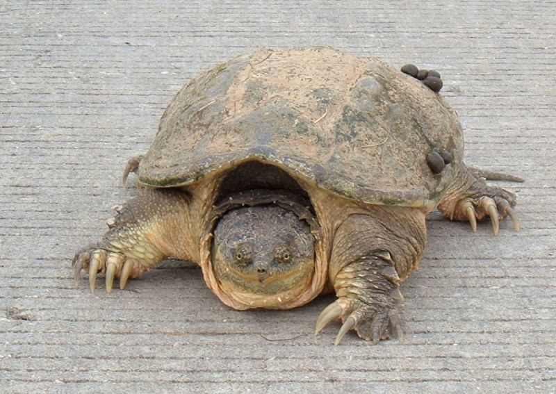 Snapping turtle animal facts chelydridae