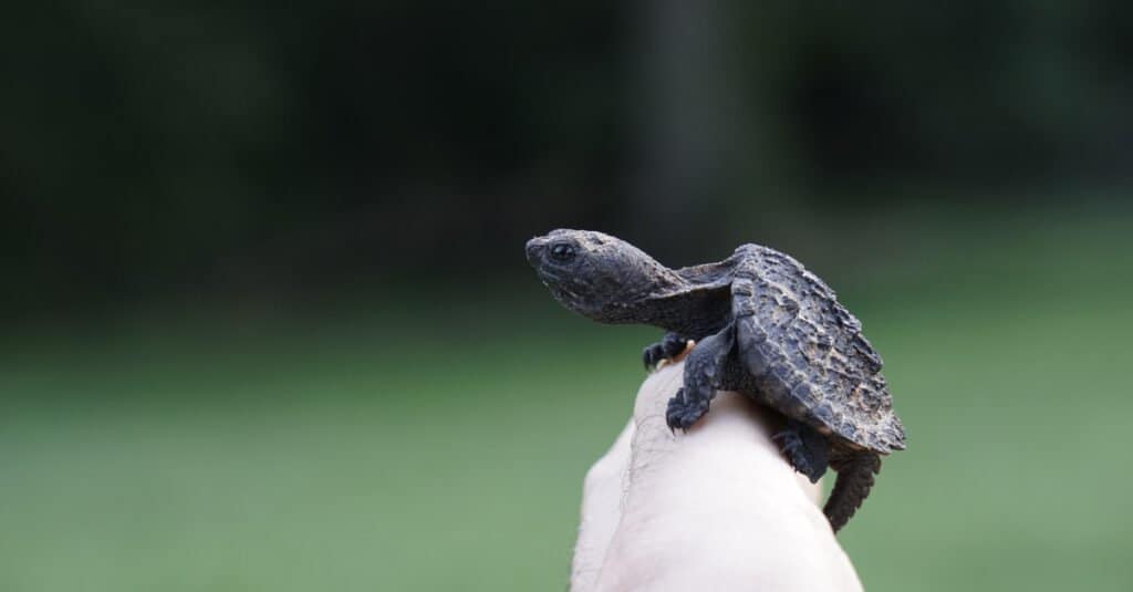 Snapping turtle animal facts chelydridae