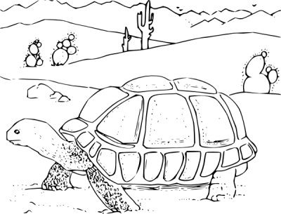 Desert coloring pages desert animals coloring animal coloring pages desert animals