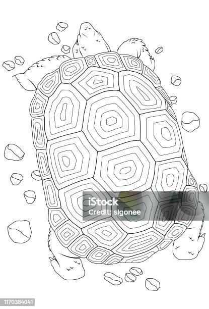 Ilustraciãn de tortuga del desierto y mãs vectores libres de derechos de tortuga del desierto