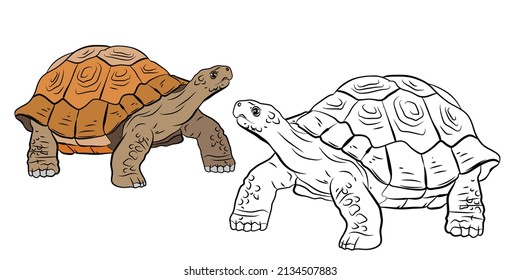 Turtle with brown shell royalty free stock svg vector and clip art