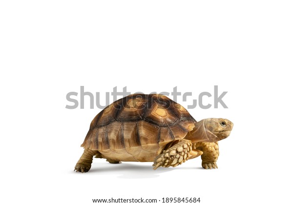 Tortuga del desierto images stock photos d objects vectors