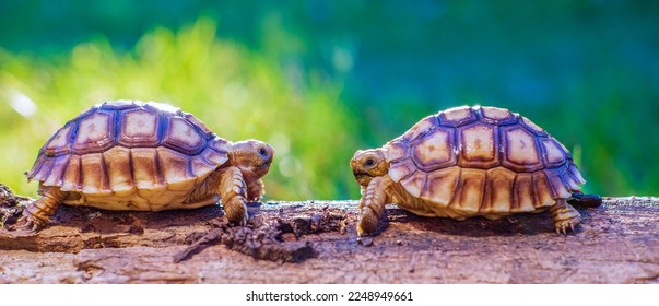 Imãgenes fotos de stock objetos en d y vectores sobre tortuga de desierto