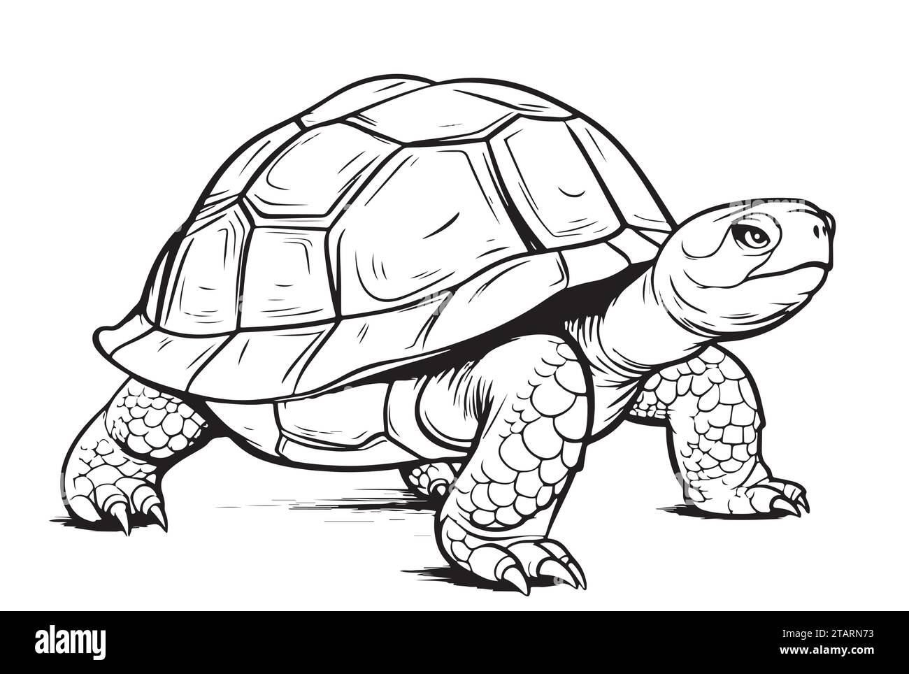 Tortuga dibujo imãgen de stock en blanco y negro