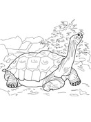 Dibujo de tortuga del desierto para colorear dibujos para colorear imprimir gratis