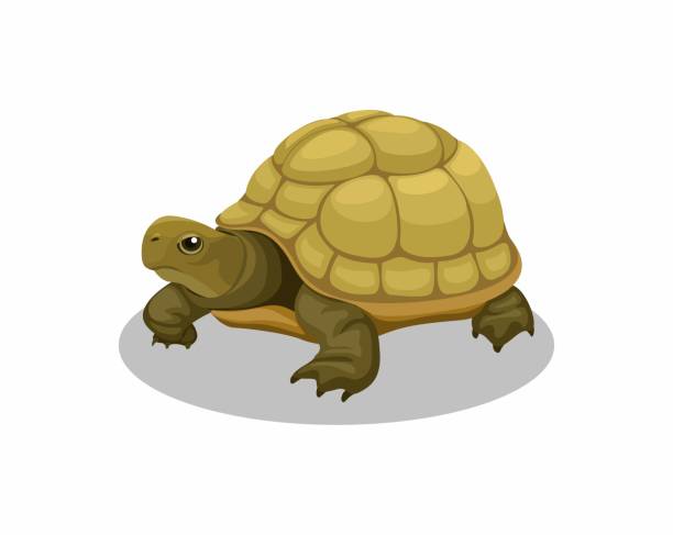 Desert tortoise illustrations stock illustrations royalty