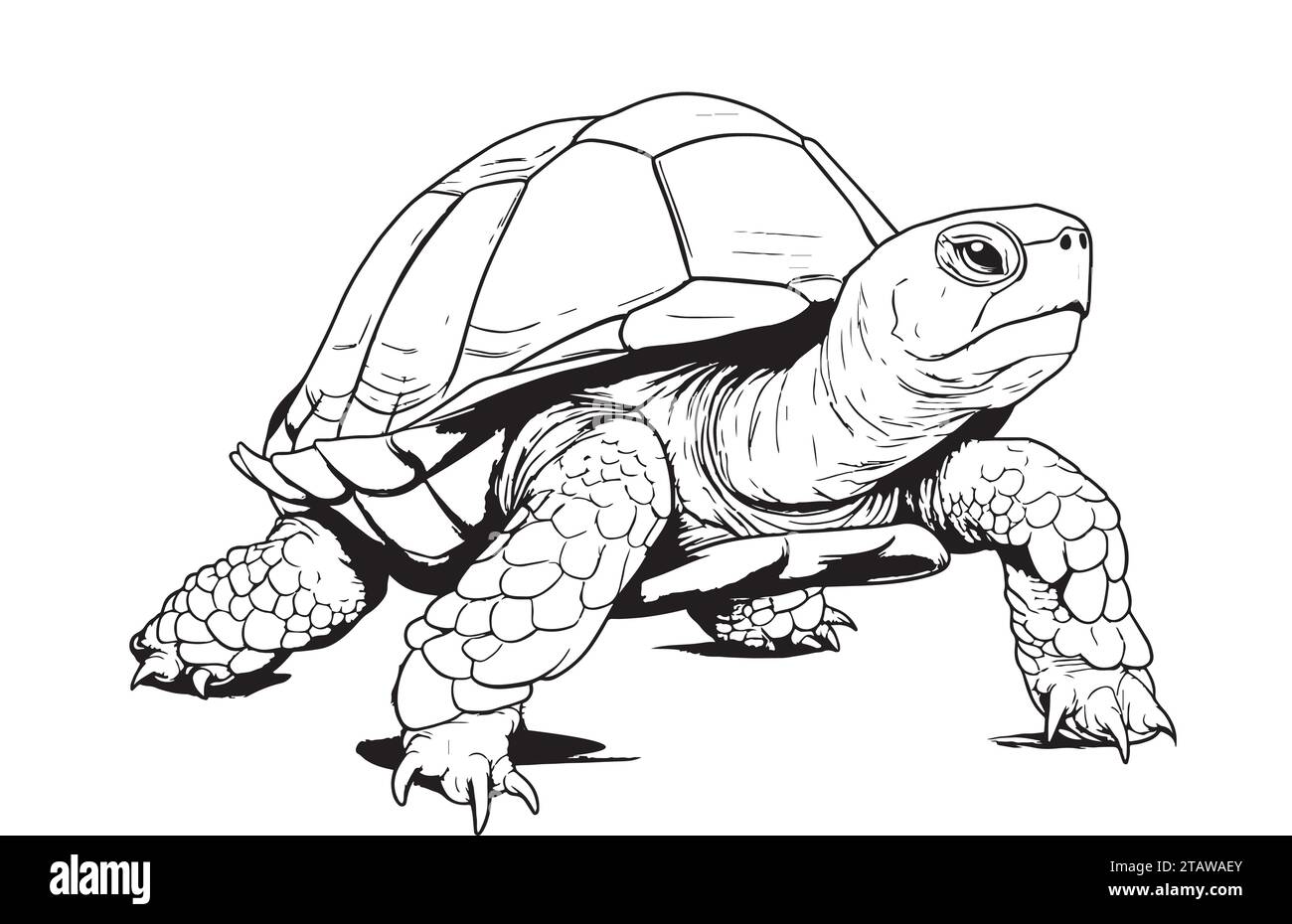 Tortoise dibujo imãgen recortadas de stock