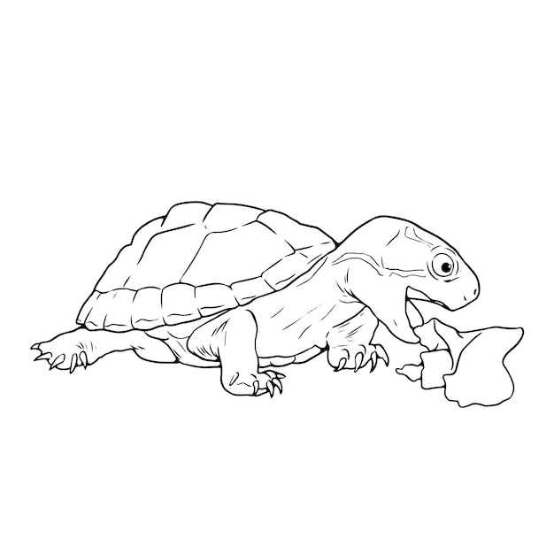 Comiendo tortugas para colorear pãgina de libro en blanco y negro contorno animal del zoolãgico ilustraciãn para niãos vector premium