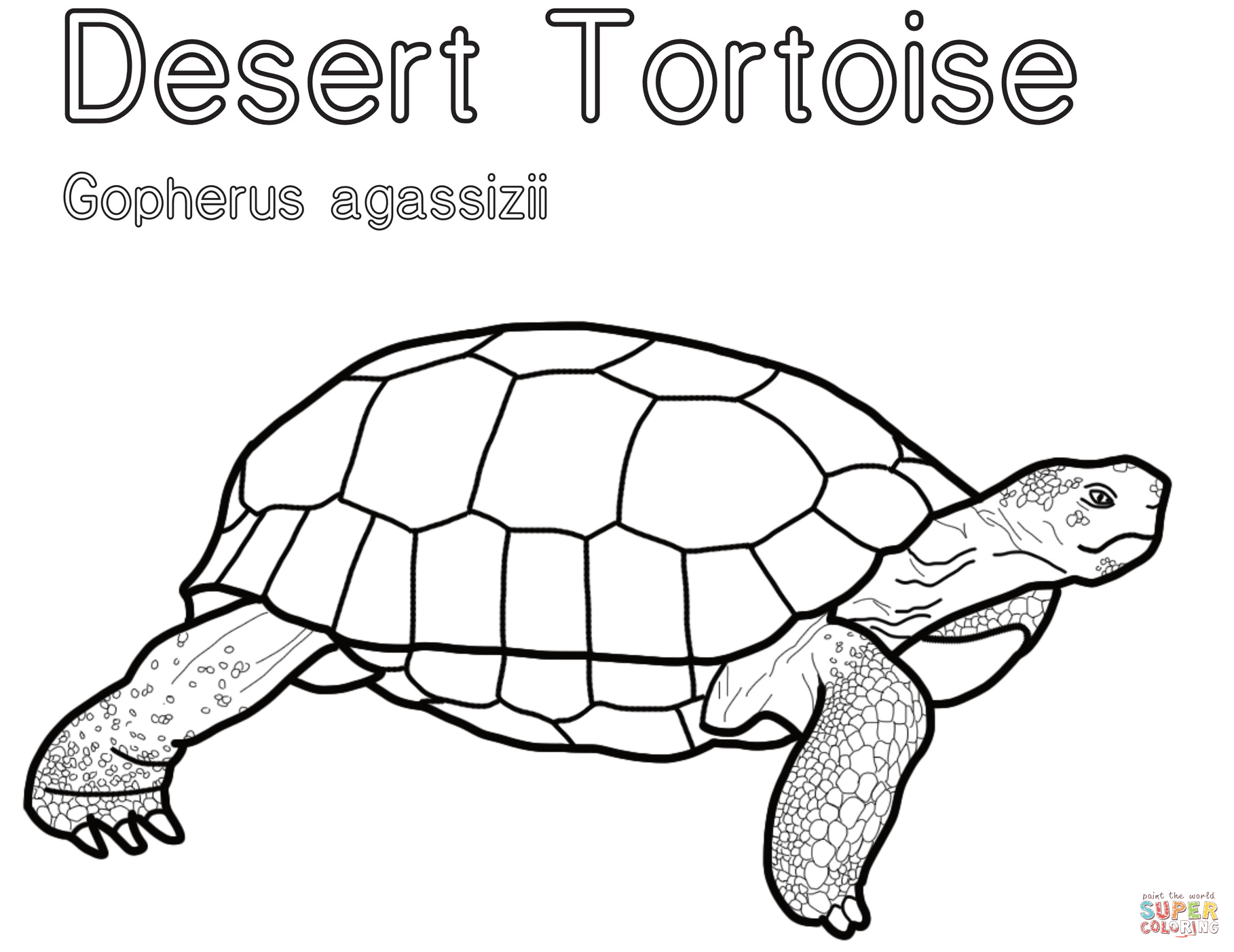 Desert tortoise gopherus agassizii coloring page free printable coloring pages