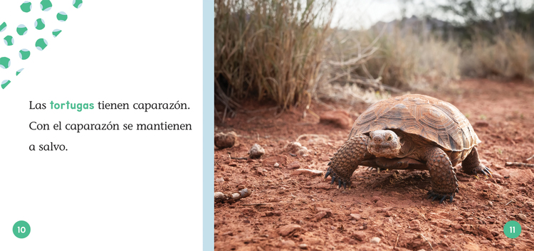 Animales en el desierto animals in deserts