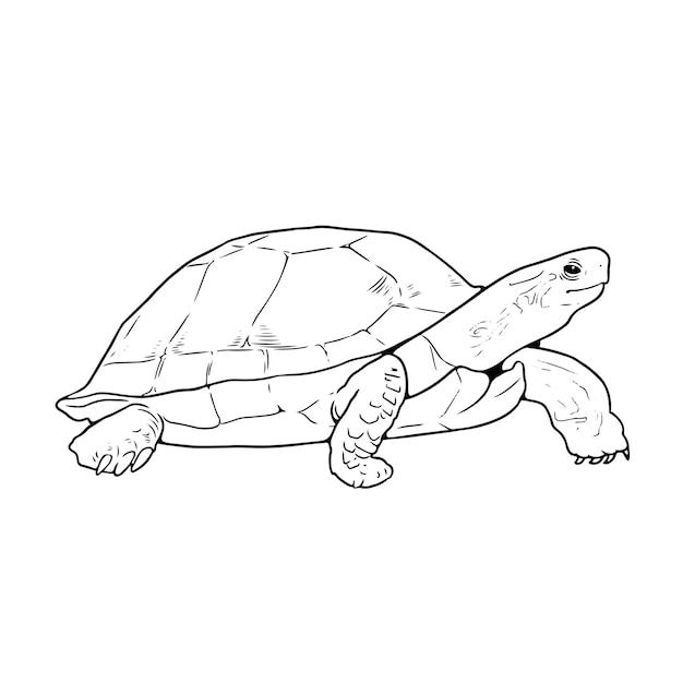 Pãgina de libro para colorear tortugas terrtr caminant con contorno en blanco y negro de animal del zoolãgico ilustraciãn para niãos vector premium
