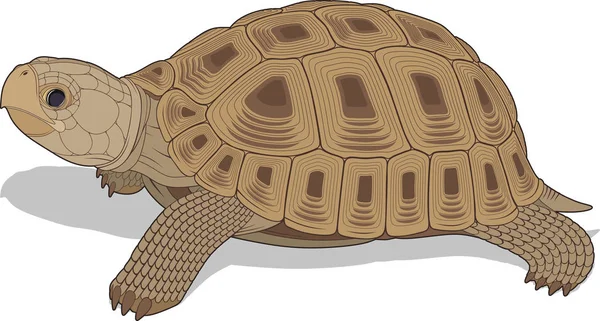 Tortuga vector images