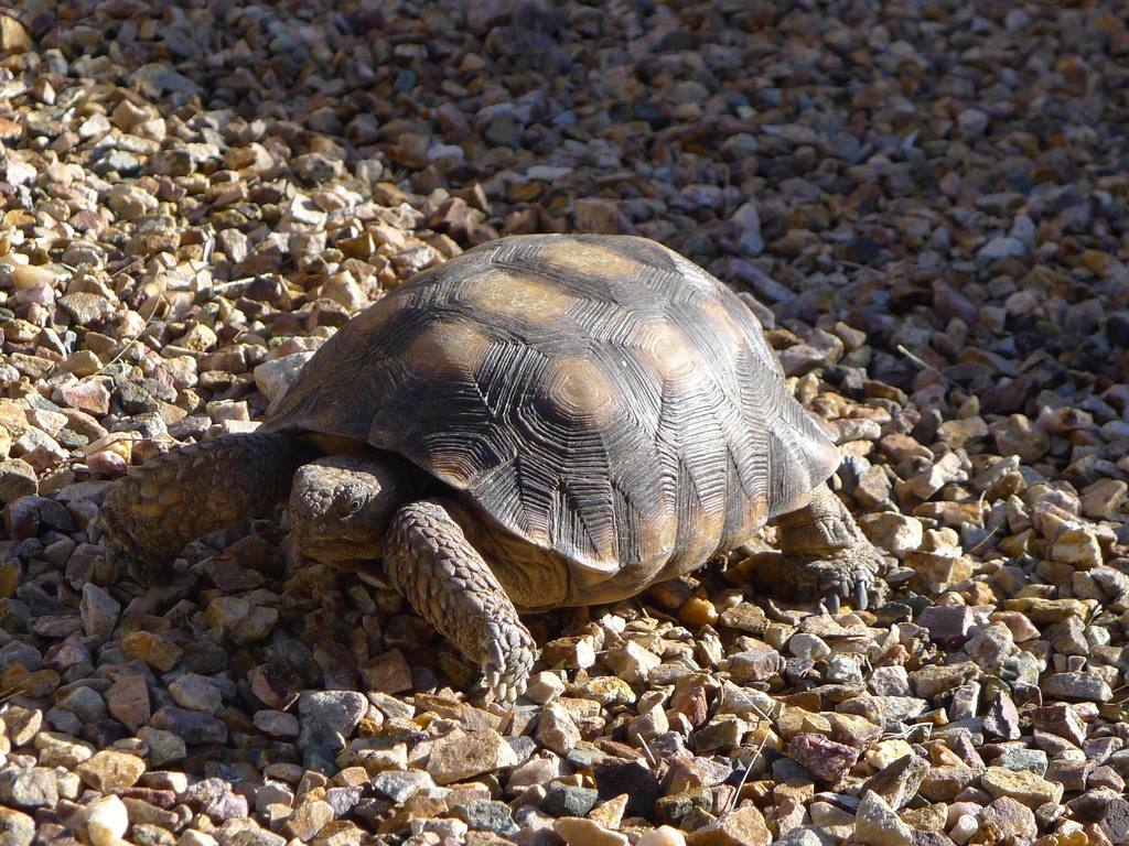 Morafkas desert tortoise phoenix zoo