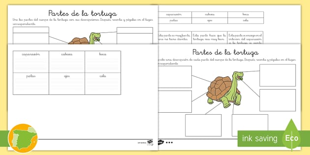 Fichas de actividad diferenciadas las partes de la tortuga