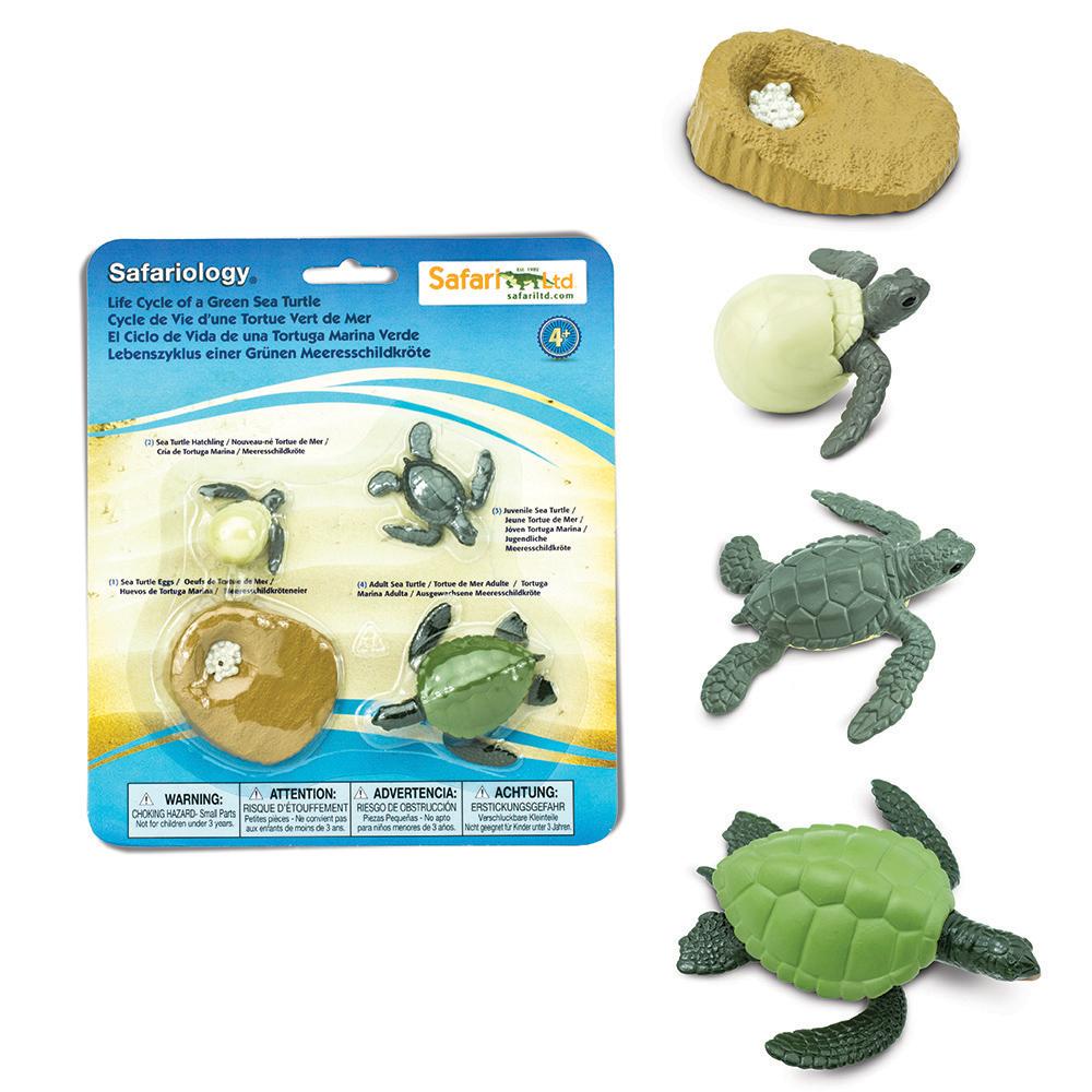 Ciclo de vida de la tortuga