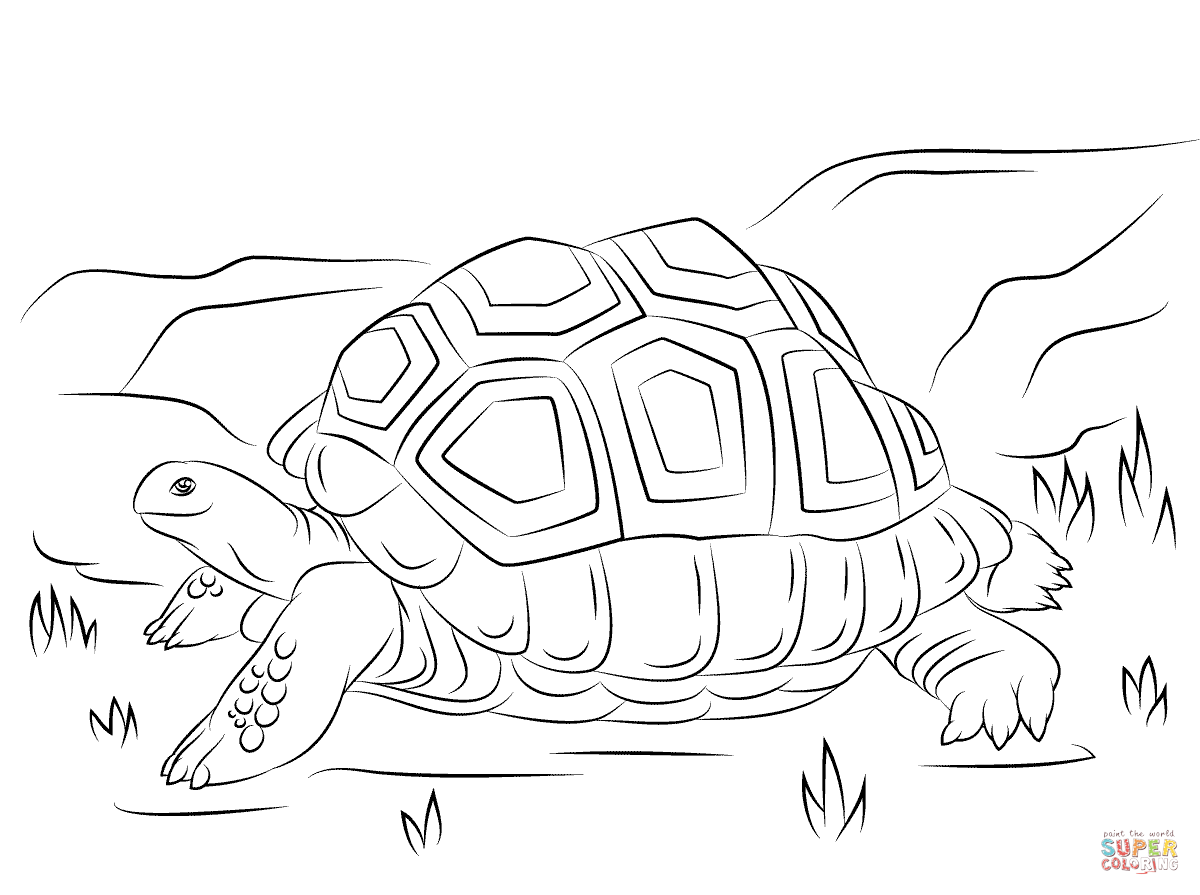 Cute aldabra giant tortoise coloring page free printable coloring pages