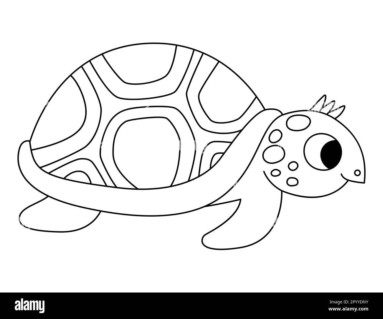 Tortoise picture cut out stock images pictures