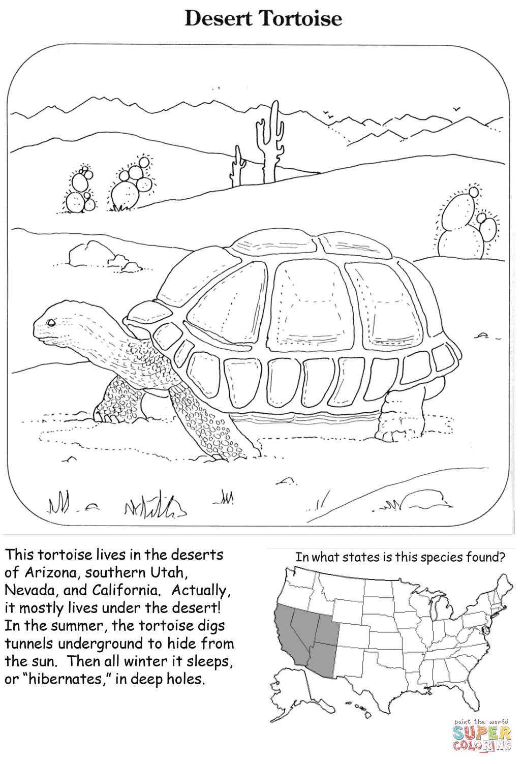 Desert tortoise coloring page free printable coloring pages