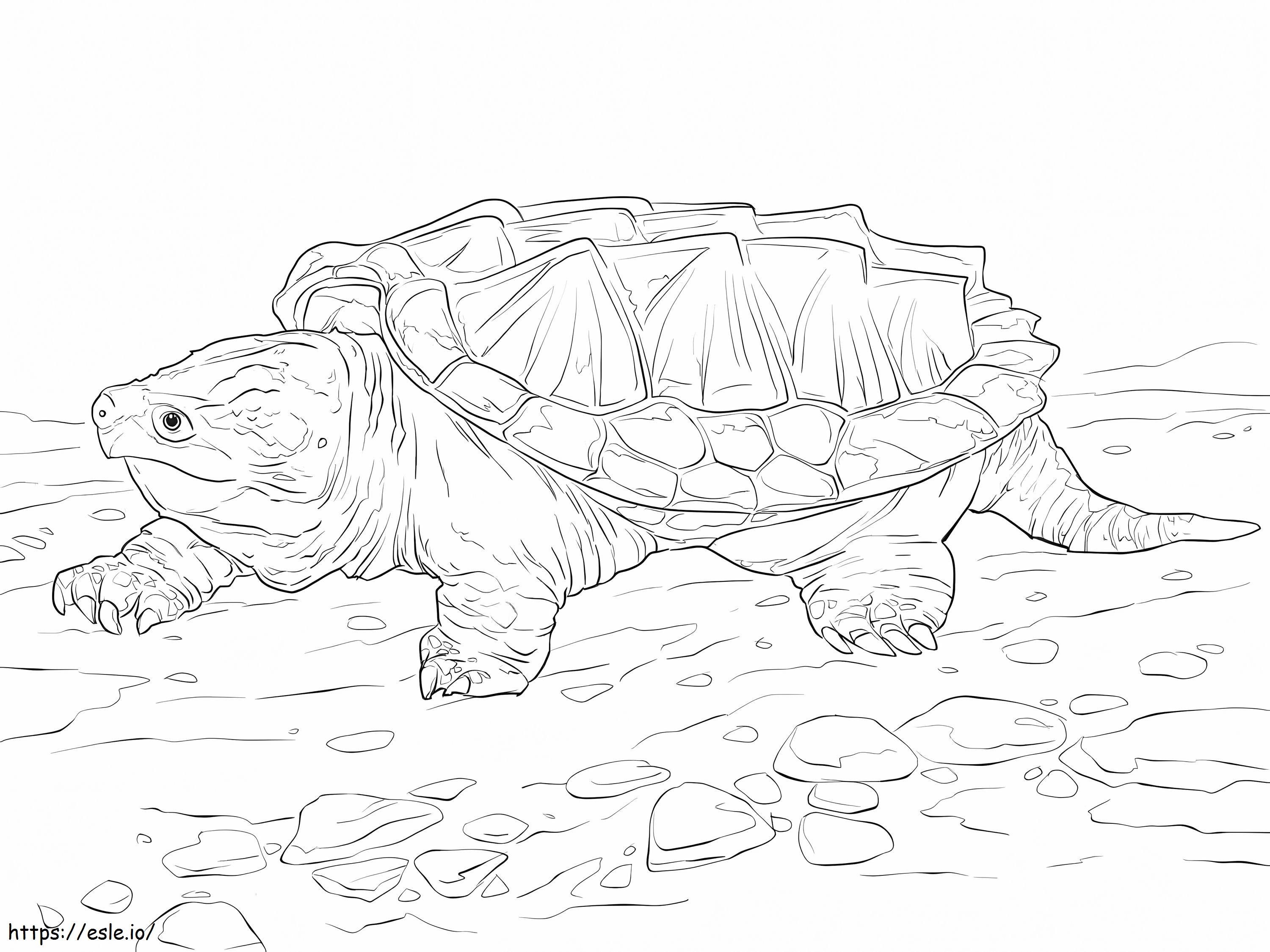 Tortuga mordedora de cocodrilo para colorear